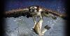 Osprey Spill Control (OSC) 
