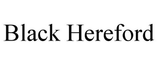 BLACK HEREFORD 