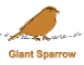 Giant Sparrow 